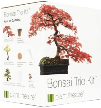 Teatro delle piante - Kit di 3 bonsai 8