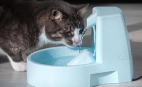 I migliori refrigeratori d'acqua per gatti 22