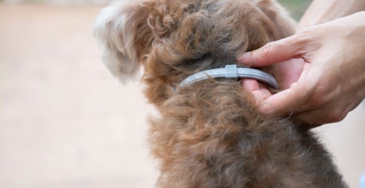 collier antipuce pour chien
