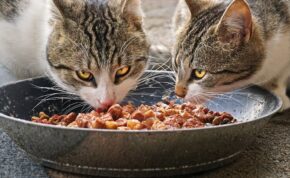 I migliori alimenti umidi per gatti 17