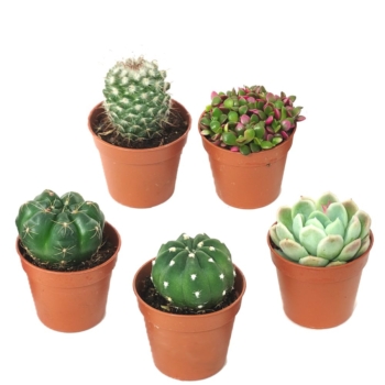 Kit de 5 cactus et succulentes N° 8