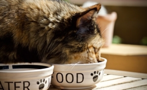 I migliori alimenti per gatti 18