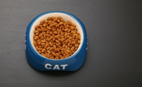 Il miglior cibo per gatti senza cereali 15